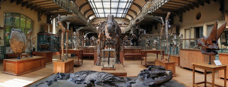 week end a Parigi con i bambini galleria di paleontologia