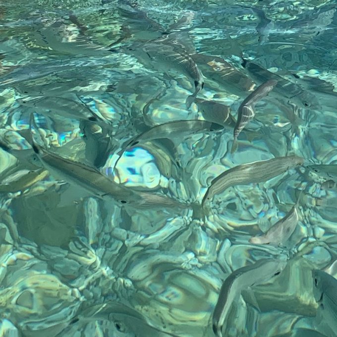 vacanze al mare in Toscana nuotare tra i pesci a Capobianco